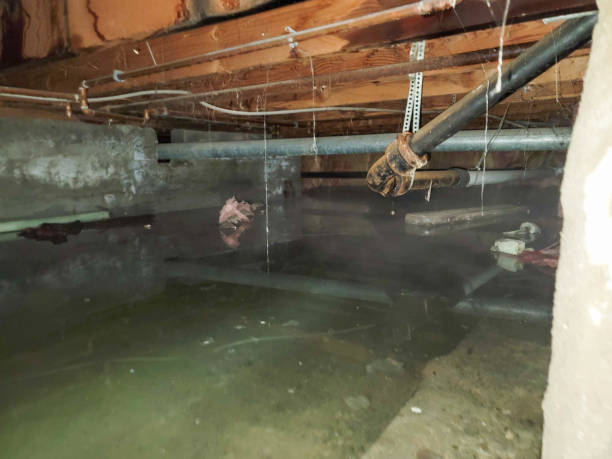 Best Professional water damage repair  in Washington, IA